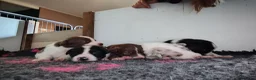 Kruising honden te koop: Unieke kruising de Samollie  - Advertentie 3
