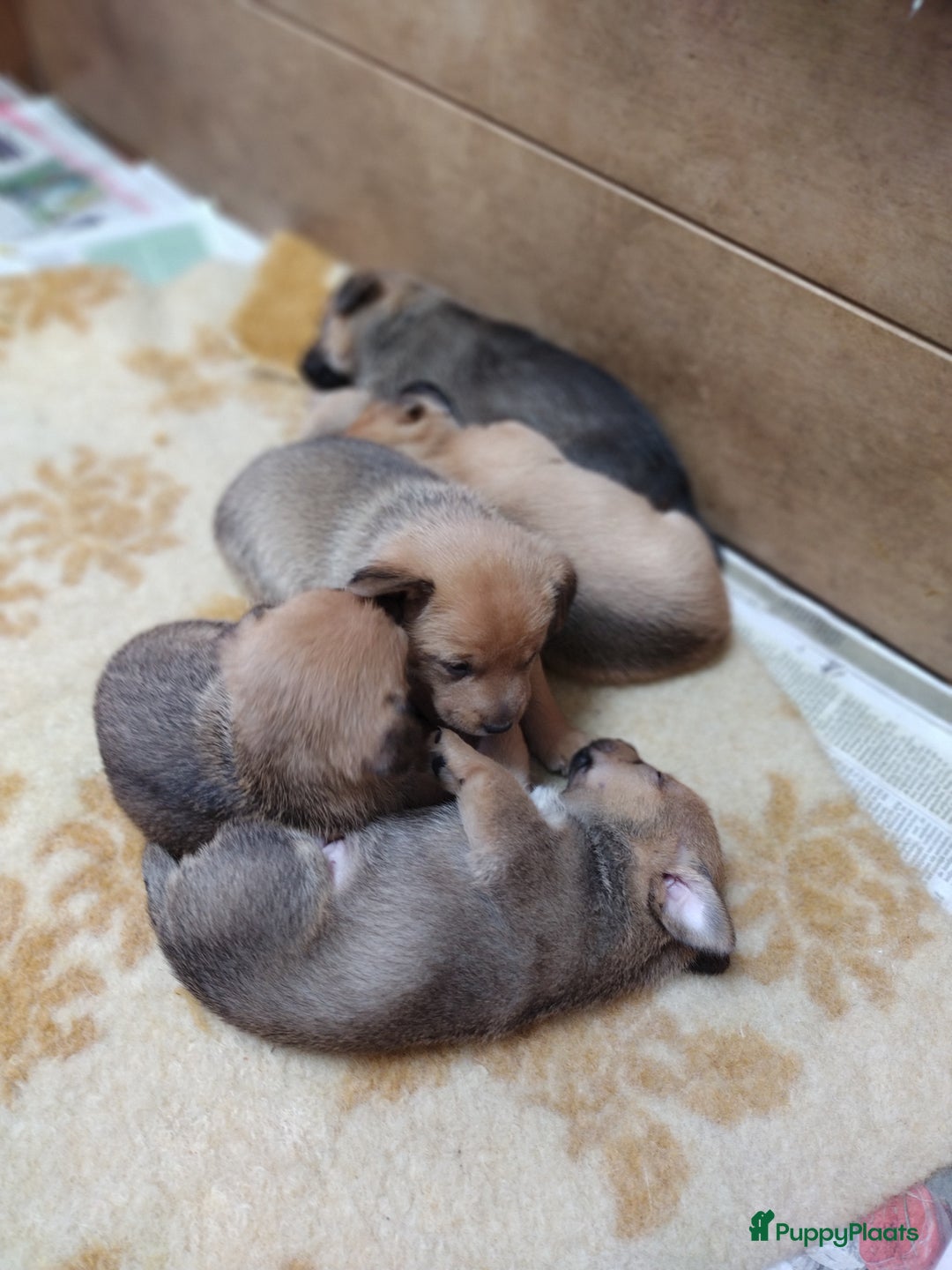 Kruising honden te koop: Jack Russell terriër kruising met pomeriaan reu in Eemnes - Afbeelding 22