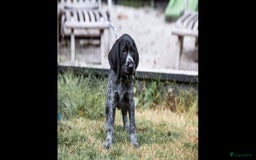 Duitse Staande Hond Draadhaar honden te koop: Duitse staande ruwhaar/draadhaar  - Afbeelding 1