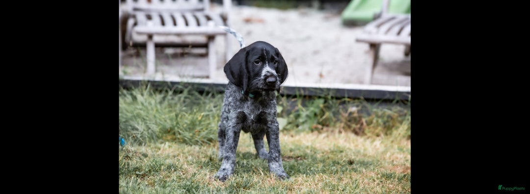 Duitse Staande Hond Draadhaar honden te koop: Duitse staande ruwhaar/draadhaar  - Afbeelding 1