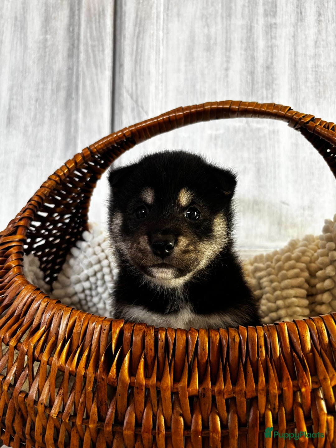 Galerij afbeelding {{count}}