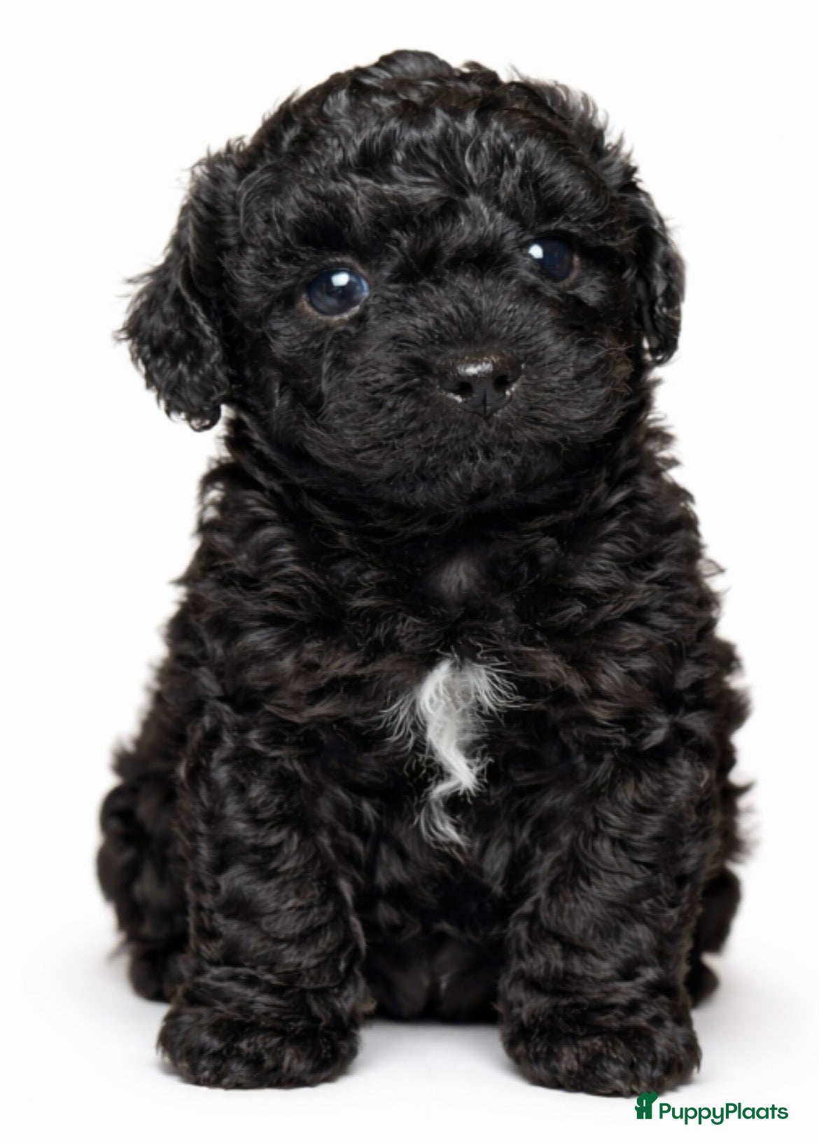 Kruising honden Super knappe boompoo reu  - Advertentie 1