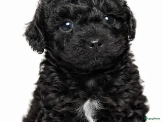 Kruising honden Super knappe boompoo reu - Advertentie 1