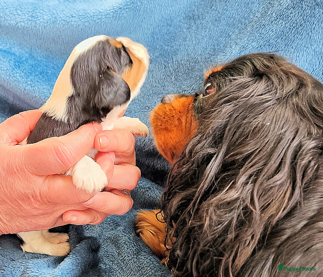 Cavalier King Charles Spaniel honden te koop: Cavalier King Charles Spaniel in Makkinga - Afbeelding 8