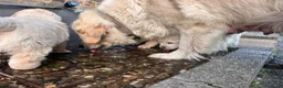 Golden Retriever honden te koop: Golden retriever pups🐶❤️ - Advertentie 12