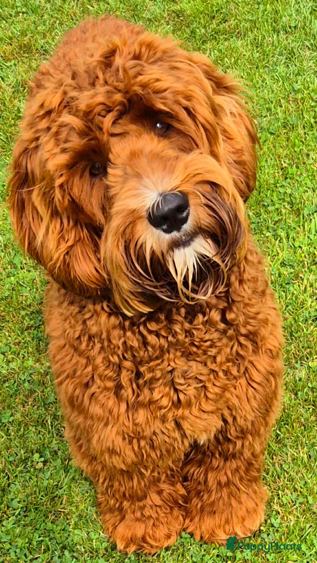 Australian Labradoodle honden ter dekking: Australische Labradoodle  - Advertentie 3