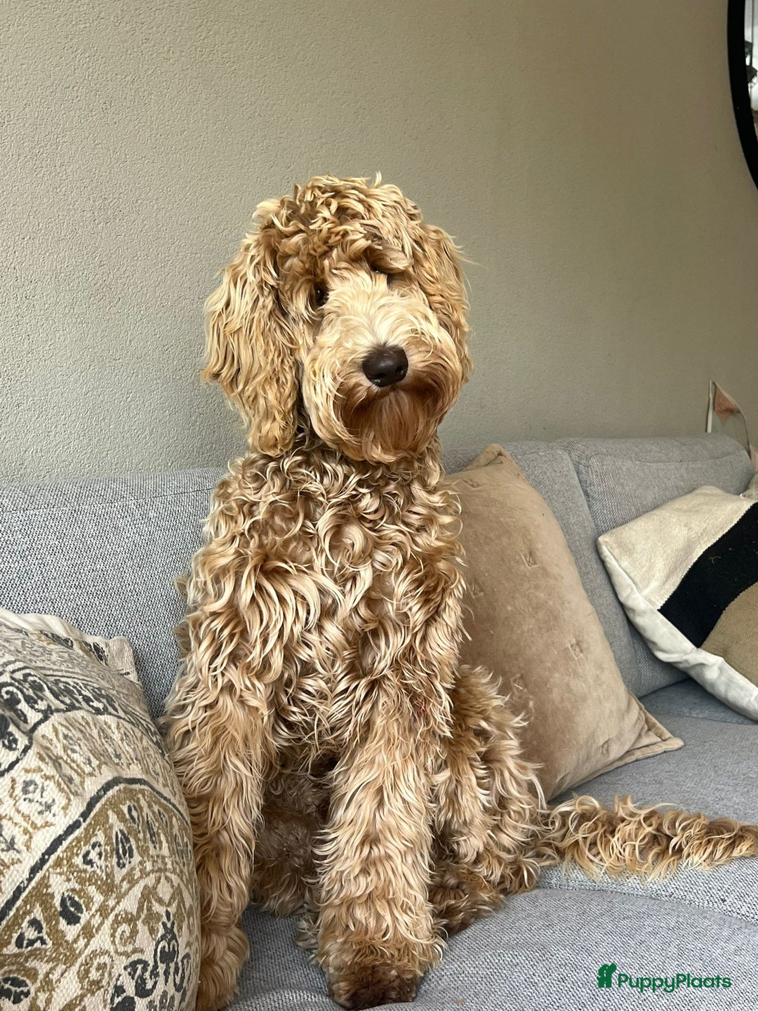 Australian Labradoodle honden te koop: Labradoodle medium ( Australian ) - Advertentie 14