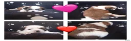 Shih Tzu honden te koop: 2 Shih Tzu pups  - Advertentie 4