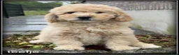 Labradoodle honden te koop: Labradoodle F4 pups medium mogen het nest verlaten - Advertentie 8