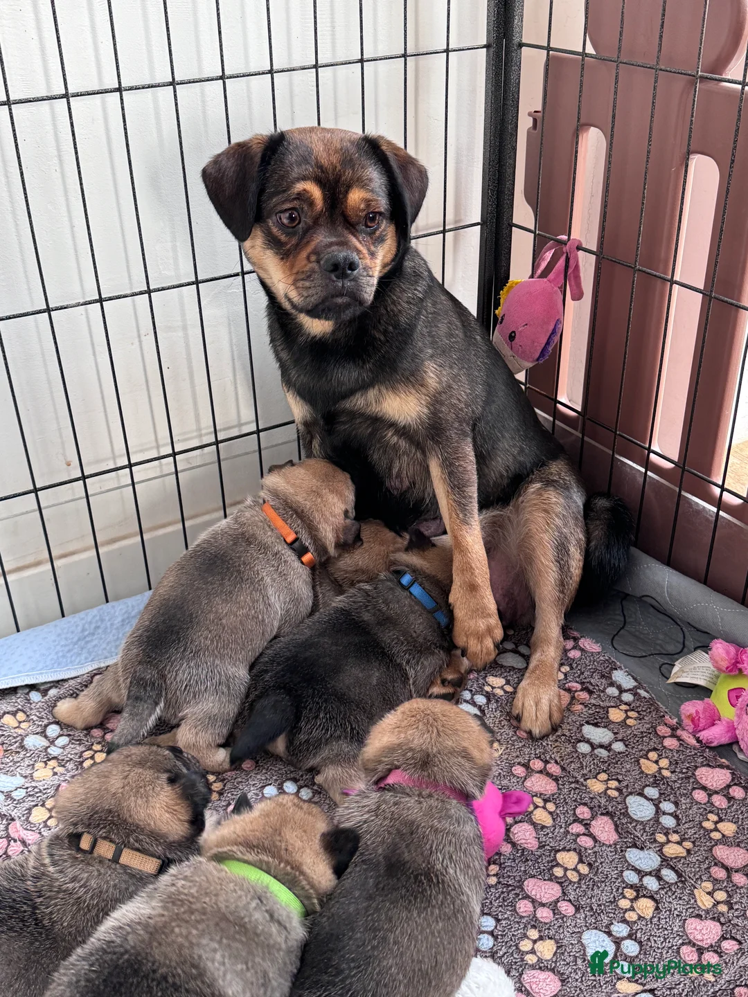 Retromops honden te koop: Prachtige retromopsjes - Advertentie 6