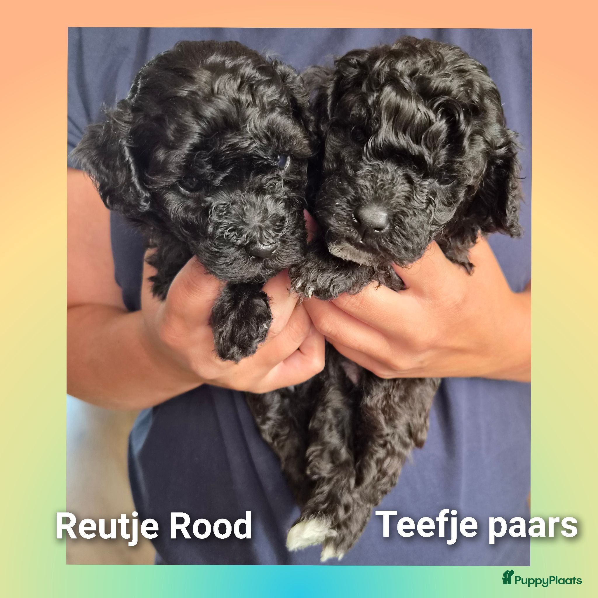 Kruising honden toy x kleine Dwergpoedel pups - Advertentie 1