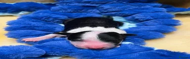 Border Collie 5