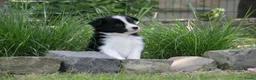 Border Collie honden te koop: Z-nest van Mellon en Silver - Advertentie 5