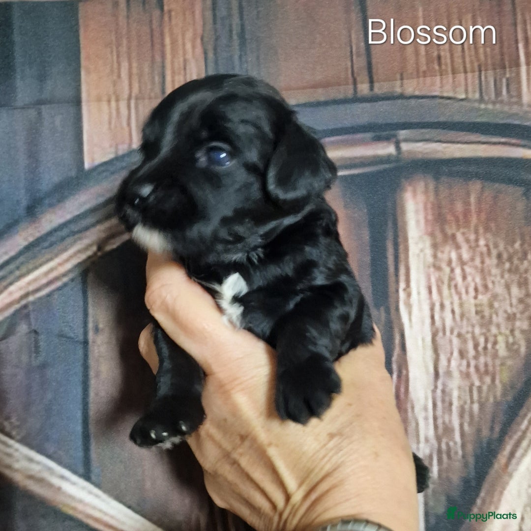 Australian Labradoodle honden te koop: Australian labradoodle Backcross micro/mini - Afbeelding 18