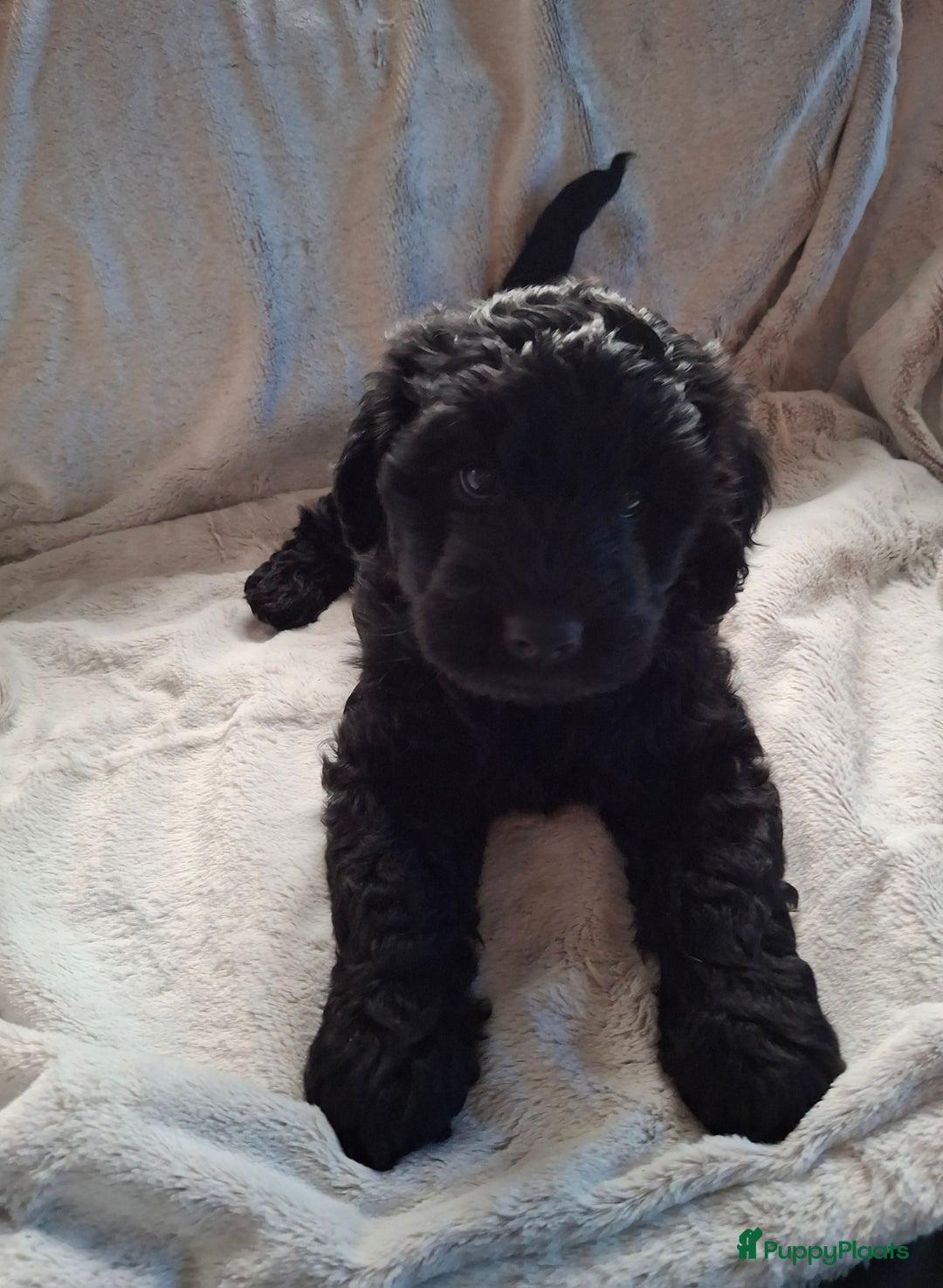 Goldendoodle honden te koop: Goldendoodle teefje - Advertentie 3