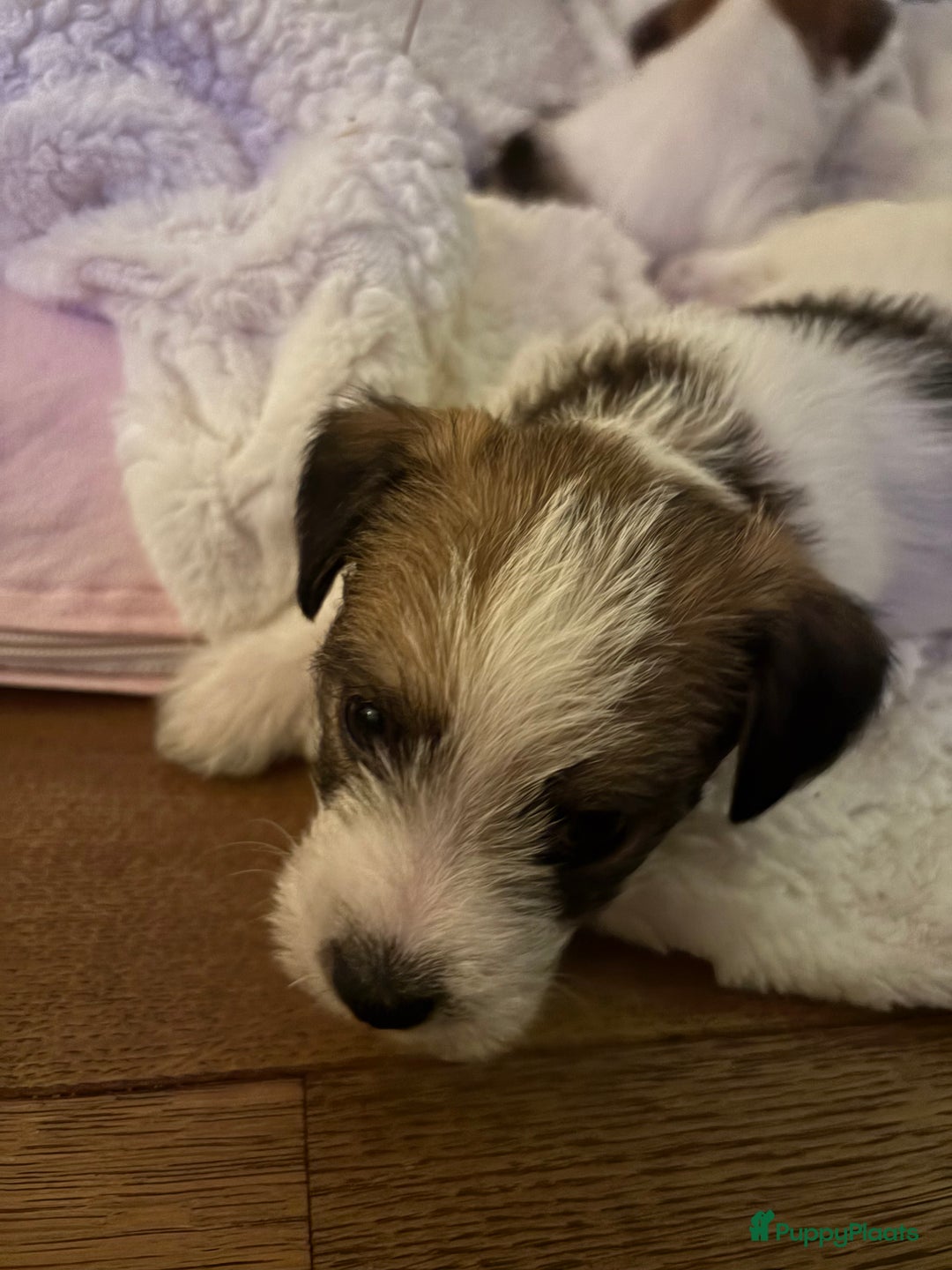 Jack Russel Terriër honden te koop: Ruwharige Jack Russel pups te koop - Advertentie 18