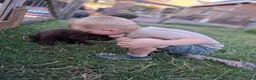 Labrador Retriever honden te koop: Raszuivere bruine labrador pups  - Advertentie 35