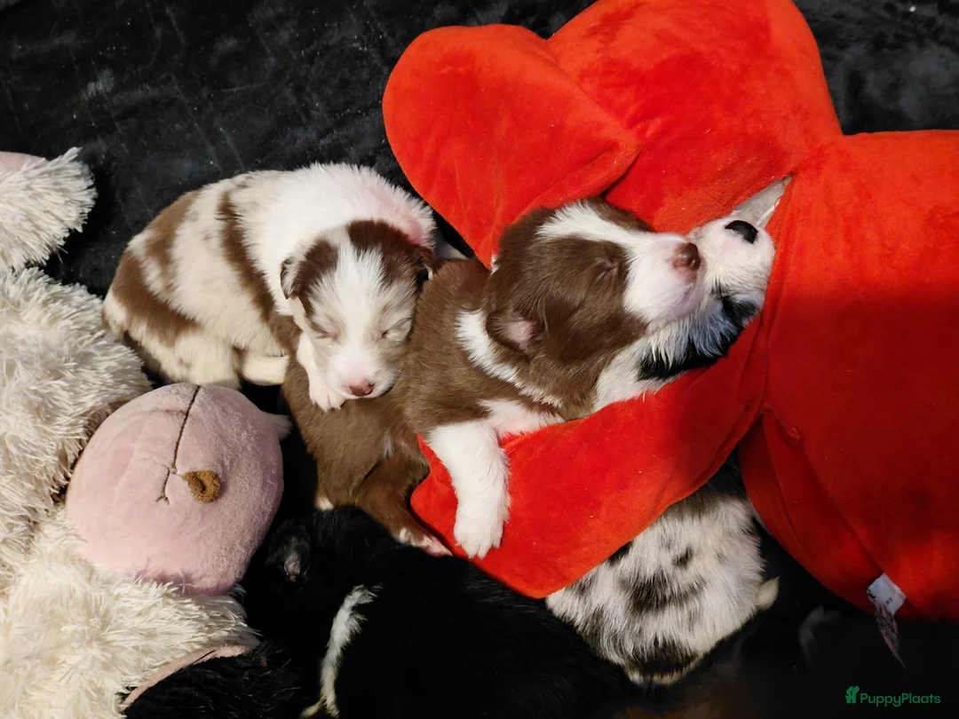 Border Collie honden te koop: Bordercollie pups  - Advertentie 9