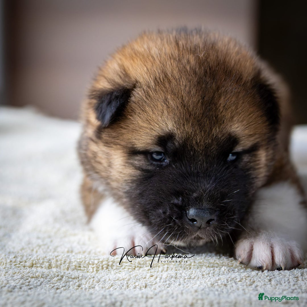 American Akita honden te koop: American Akita pups te koop - Advertentie 5