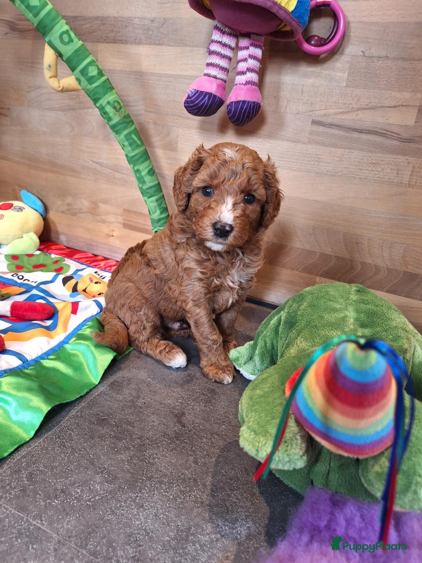 Kruising honden Prachtige mini/medium Australian labradoodle pups - Advertentie 6