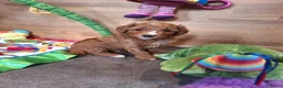 Kruising honden te koop: Prachtige mini/medium Australian labradoodle pups - Advertentie 1