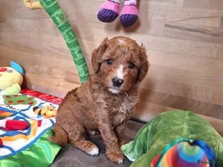 Kruising honden Prachtige mini/medium Australian labradoodle pups - Advertentie 6
