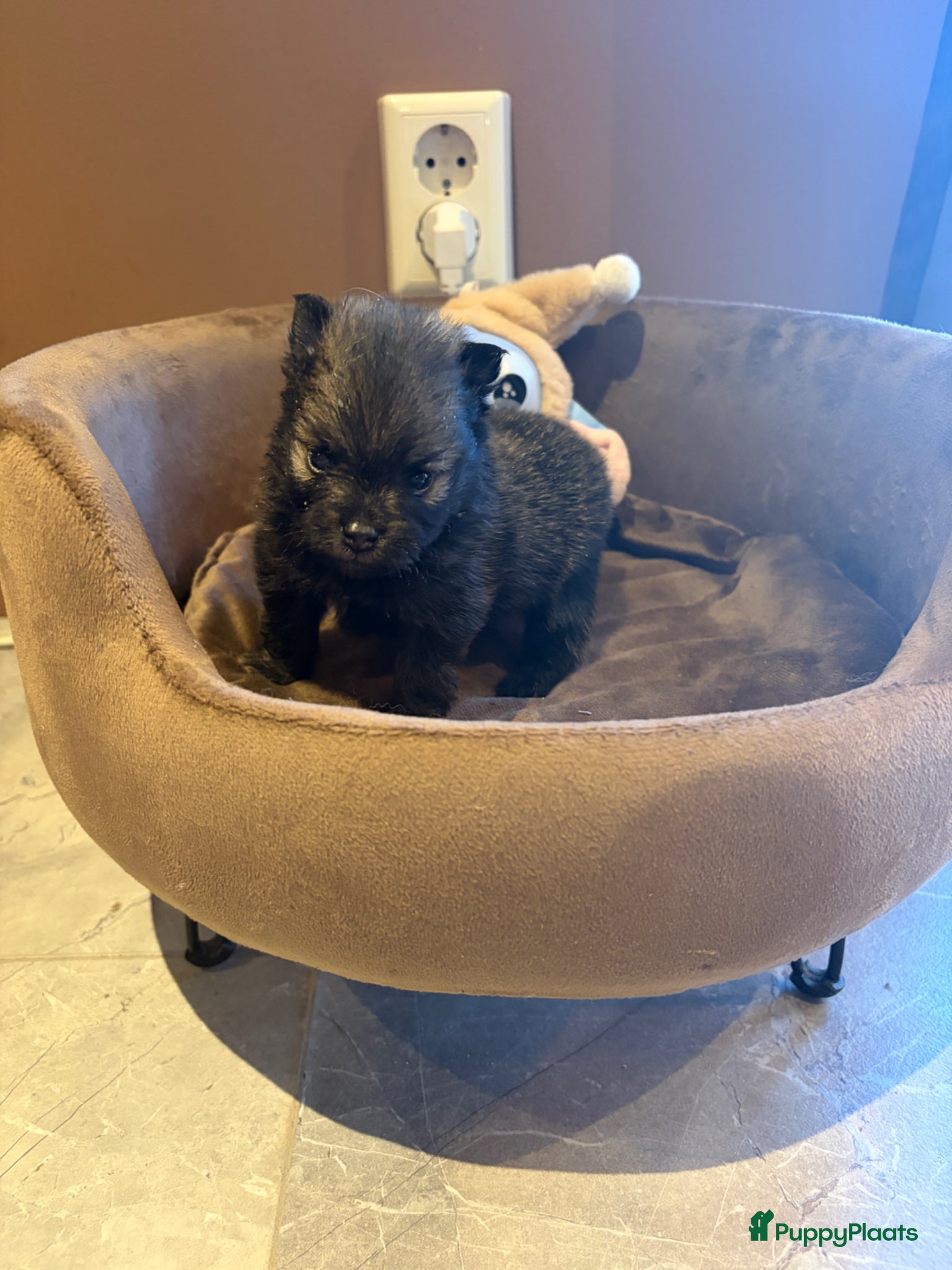 Pomeriaan honden te koop: Pomeranian pups  in Zwolle - Advertentie 3
