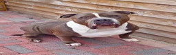 Amerikaanse Bully honden te koop: Amerikaanse bully xl  - Advertentie 2
