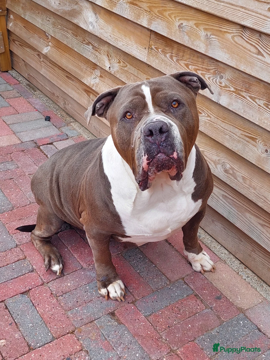 Amerikaanse Bully honden te koop: Amerikaanse bully xl  - Advertentie 2