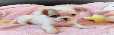 Chihuahua 3