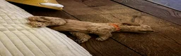 Goldendoodle honden te koop: Goldendoodle Pups Medium  - Advertentie 11