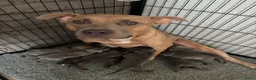 Kruising honden te koop: Puppies kruising Mastino  en Bully xl - Advertentie 11