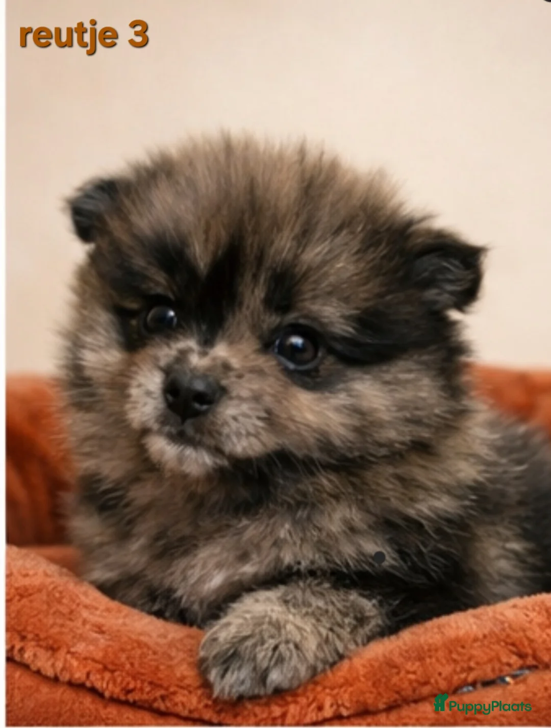 Pomeriaan honden te koop: Super mooie pomeriaan,  dwergkees pups - Advertentie 2