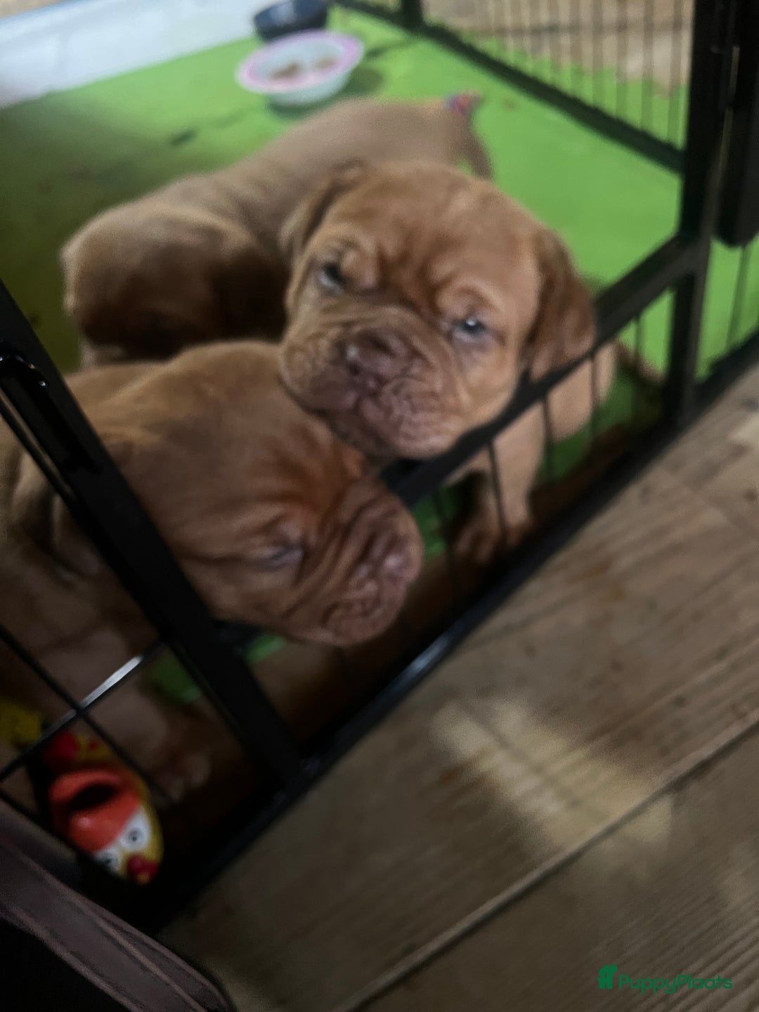 Bordeaux Dog honden te koop: Bordeauxdog puppy’s te koop in Lekkerkerk - Afbeelding 15