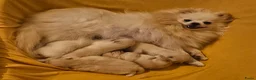 Pomeriaan honden te koop: Pomeriaan pups - Advertentie 11