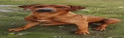 Rhodesian Ridgeback honden te koop: Rhodesian Ridgeback pups  - Advertentie 4