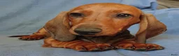 Teckel (korthaar)  honden te koop: Teckelpups korthaar met FCI stamboom - Advertentie 1