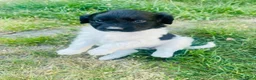 Friese Stabij honden te koop: Friese stabij pups - Advertentie 13