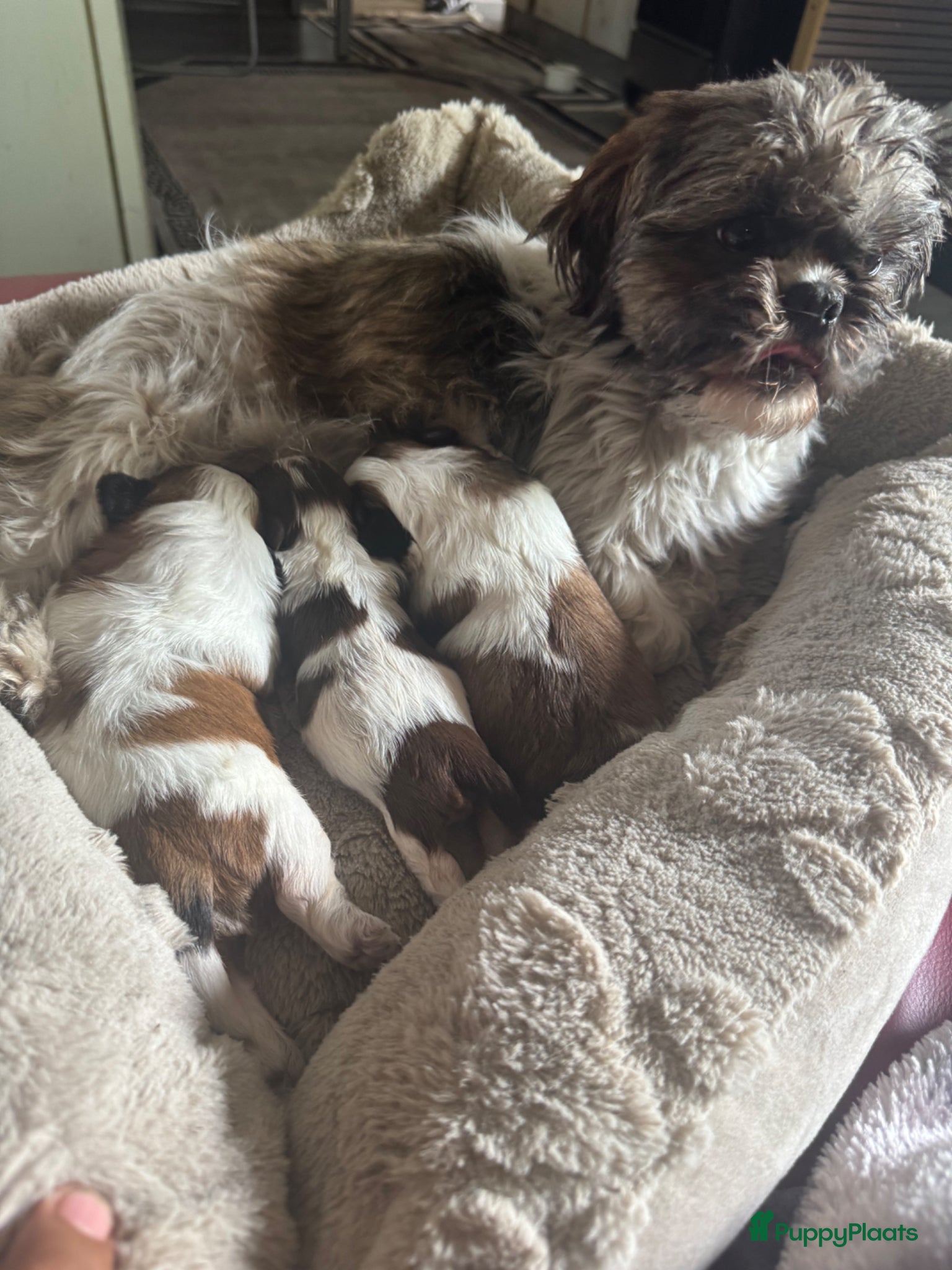 Shih Tzu honden te koop: Raszuivere Shih Tzu-puppy's met een klein tongetje - Advertentie 1