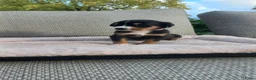 Grote Zwitserse Sennenhond honden te koop: Prachtige grote zwitserse sennenhond stamboek - Advertentie 9