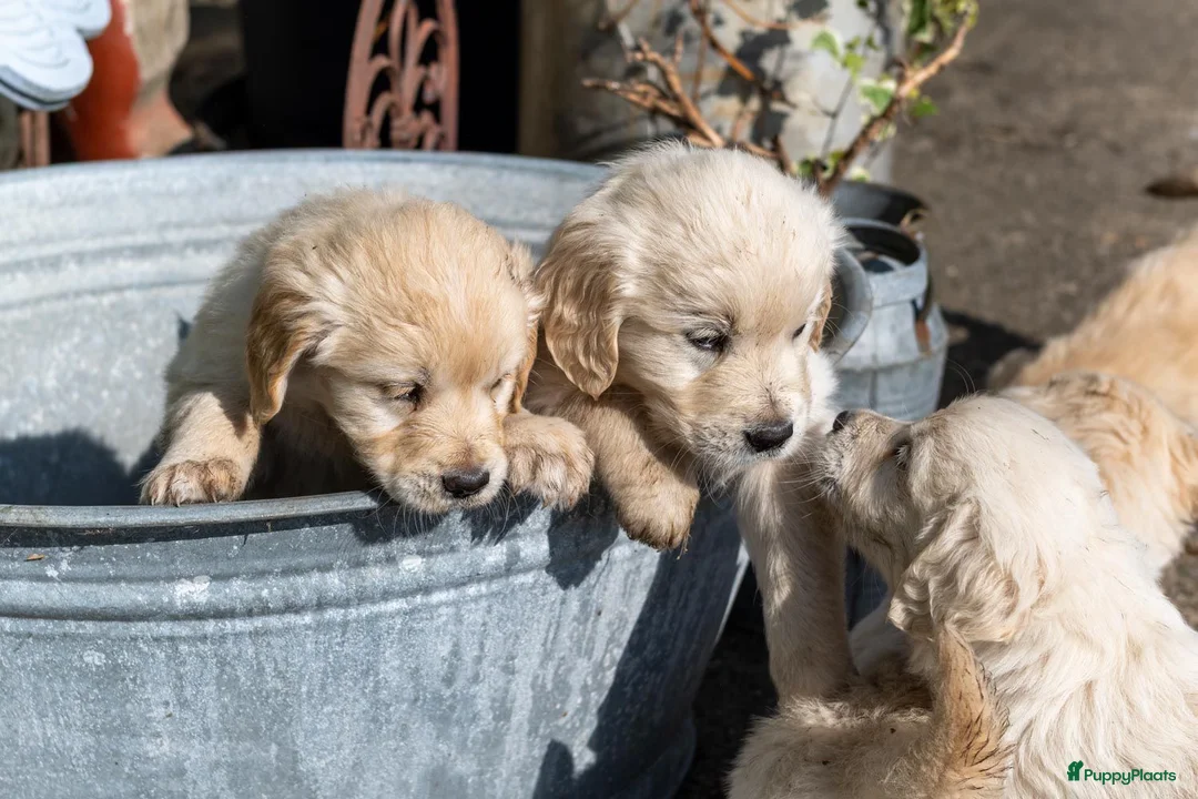 Golden Retriever honden te koop: Mooie lieve boerderij puppy’s  - Advertentie 1