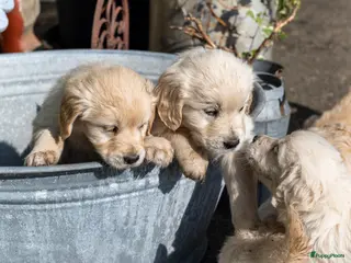 Golden Retriever honden Mooie lieve boerderij puppy’s - Advertentie 2