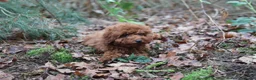 Poedel Toy honden te koop: 🐩 Coco, Nuno & Zizou – Klein maar Bijzonder! ❤️ - Advertentie 12