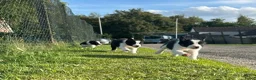 Border Collie honden te koop: 2 prachtige Border Collie pups  - Advertentie 27