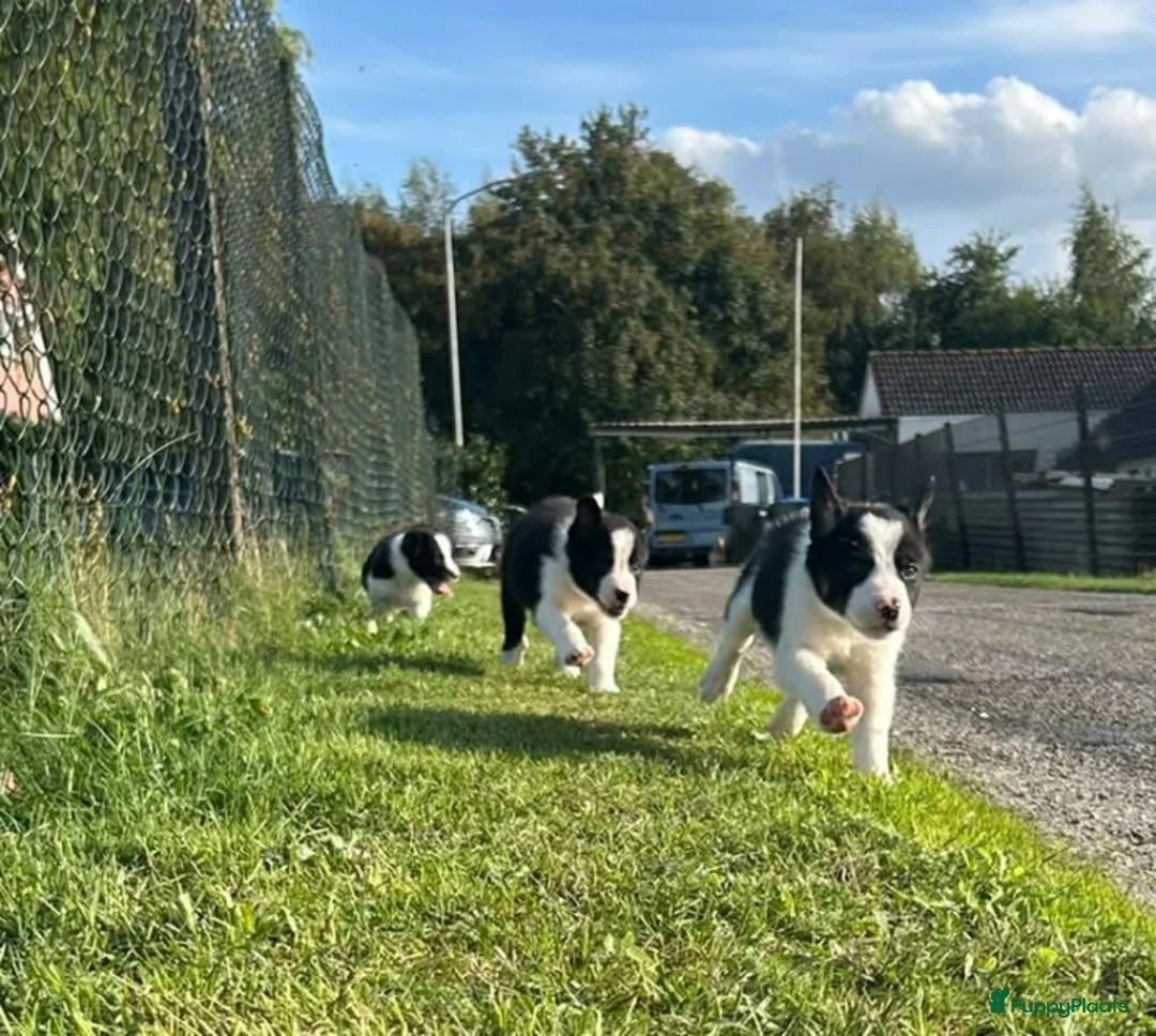 Border Collie honden te koop: 2 prachtige Border Collie pups  - Advertentie 27