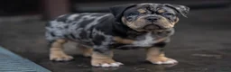 Amerikaanse Bully honden te koop: American Bully pocket pups verwacht geteste ouders - Advertentie 15