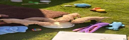 Goldendoodle honden te koop: Knappe Goldendoodles Pups  - Advertentie 13