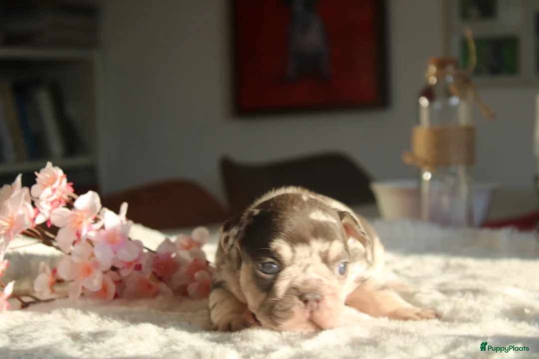 Franse Bulldog honden te koop: Franse Bulldog pups Lionheart Bloodline België  - Advertentie 4