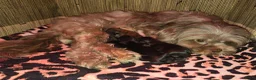 Kruising honden te koop: Prachtige Boomer Pups, Net Geboren 🖤🤎 - Advertentie 14