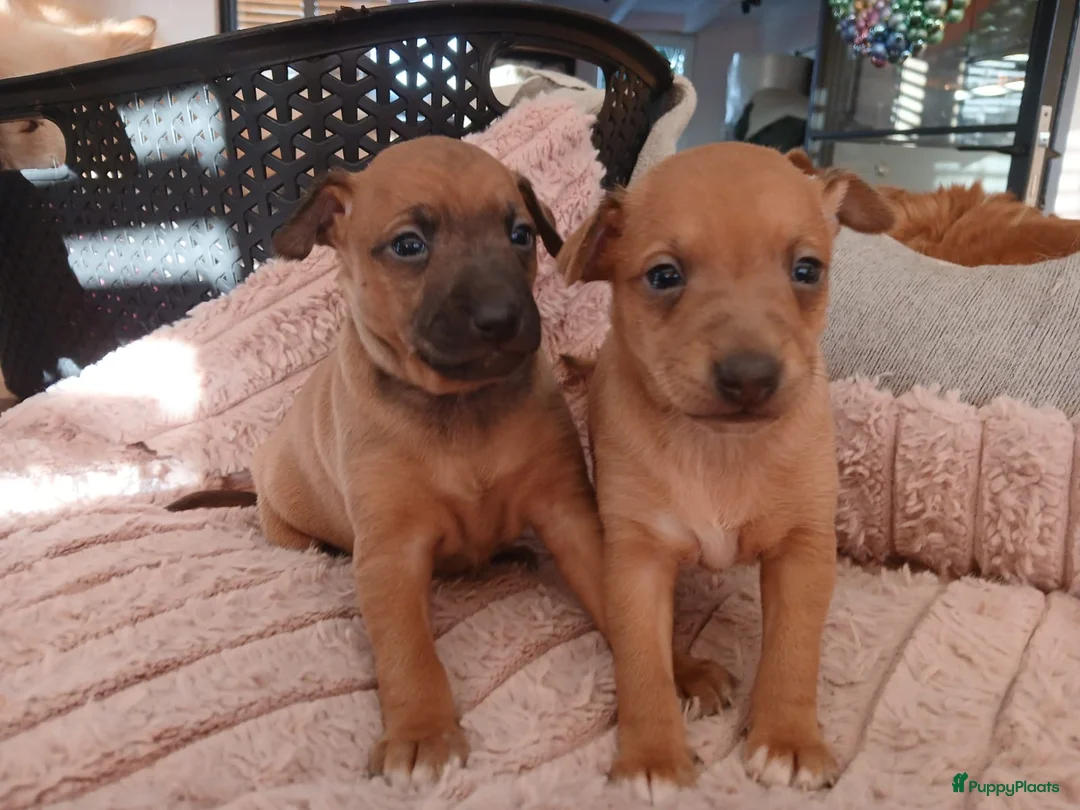 Italiaans Windhondje honden te koop: Italiaanse windhondjes zoeken gouden mandje - Advertentie 2